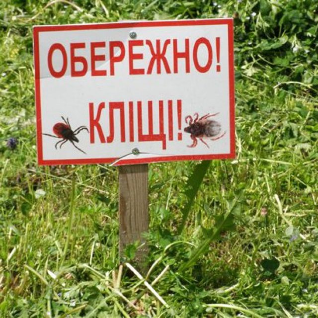 Нашестя кліщів атакує Харківщину: більше 10 людей у лікарнях