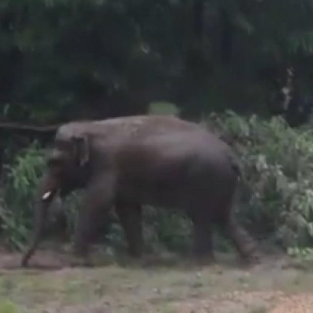 Як звірі у столичному зоопарку раділи зливі: незвичне відео