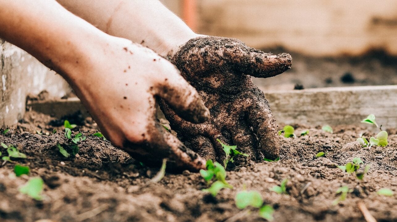 Важливі відомості про саджання картоплі в липні